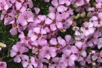 Saponaria olivana - 8cm pot 